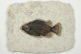 Fossil Fish (Cockerellites) - Green River Formation #203178-1